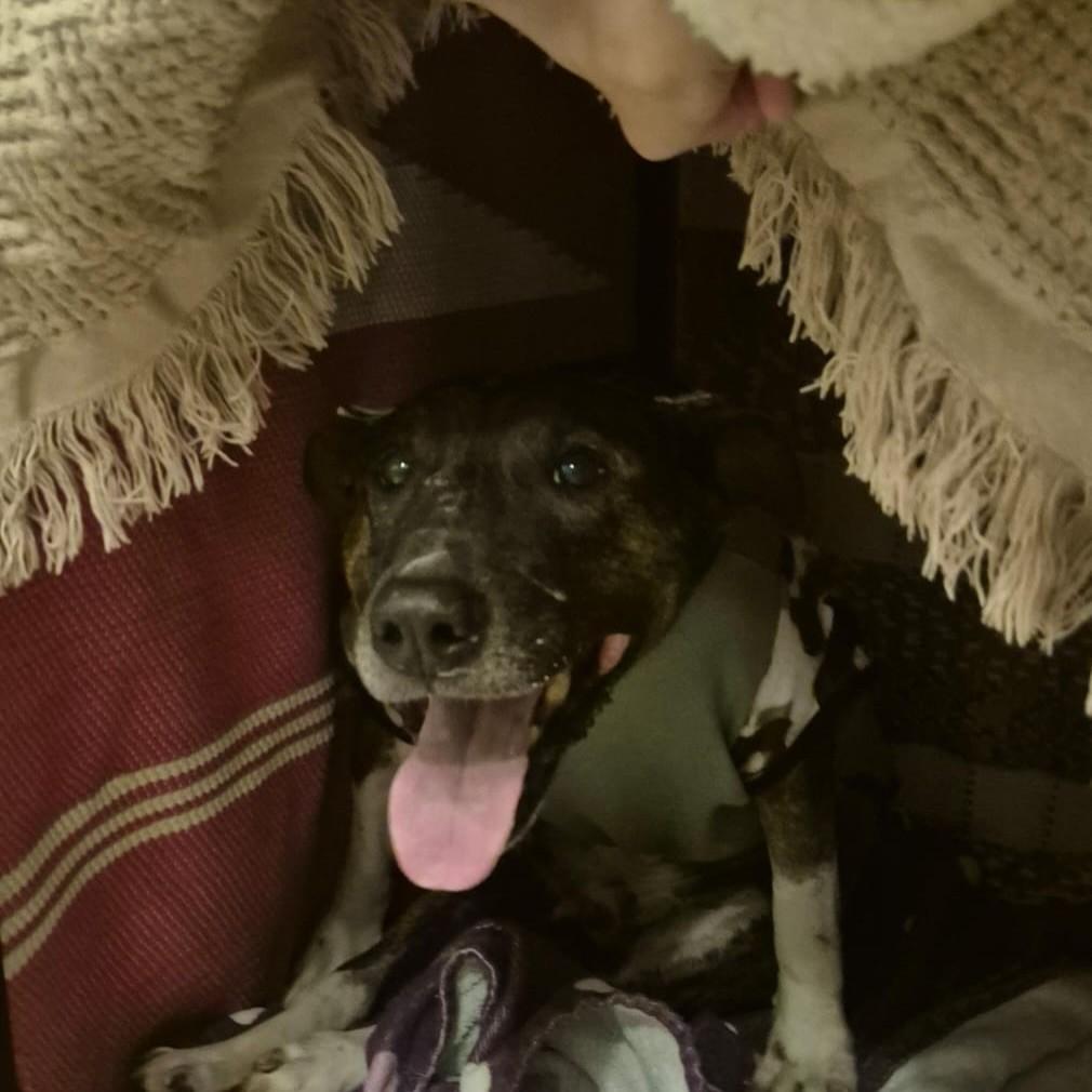 Chocolate, cachorro de porte médio para adoção em Palhoça - SC