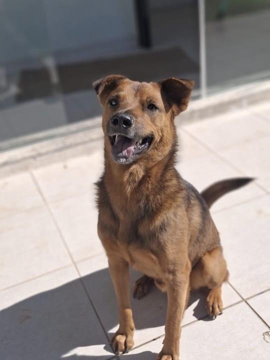 Gaúcho, cachorro de porte médio para adoção em Palhoça - SC