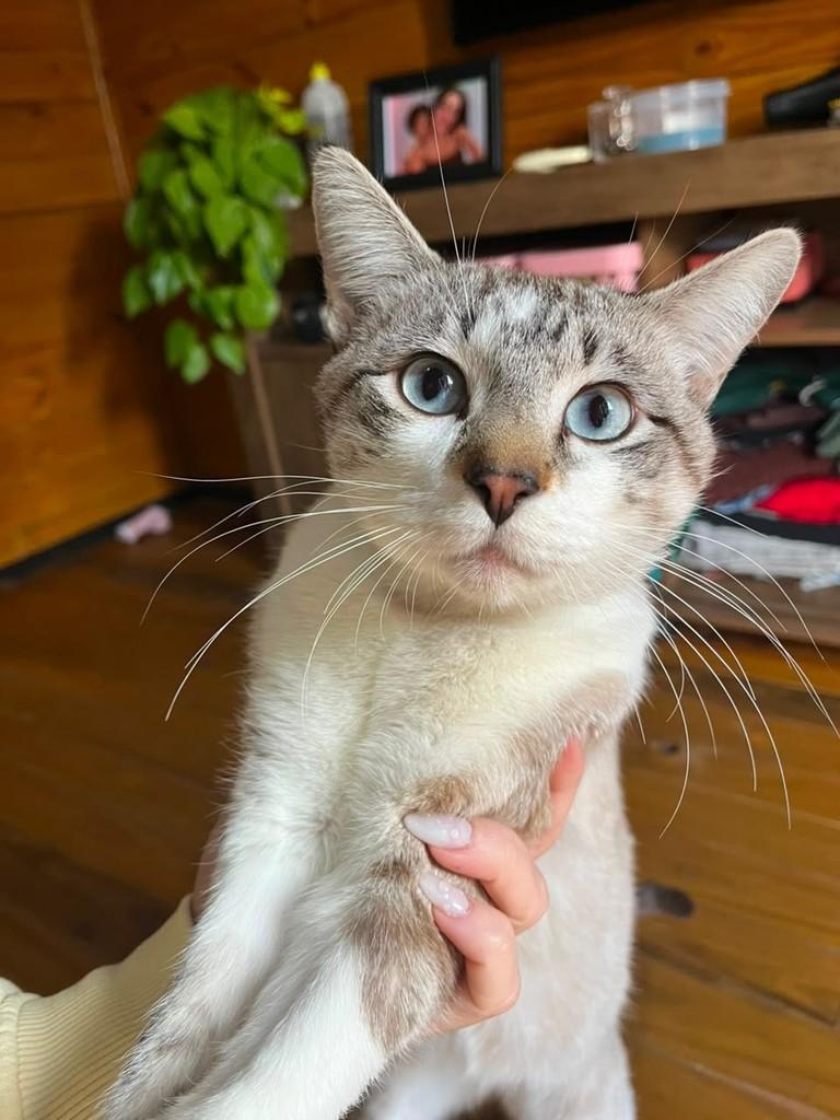 Tom, gato de porte pequeno para adoção em Palhoça - SC