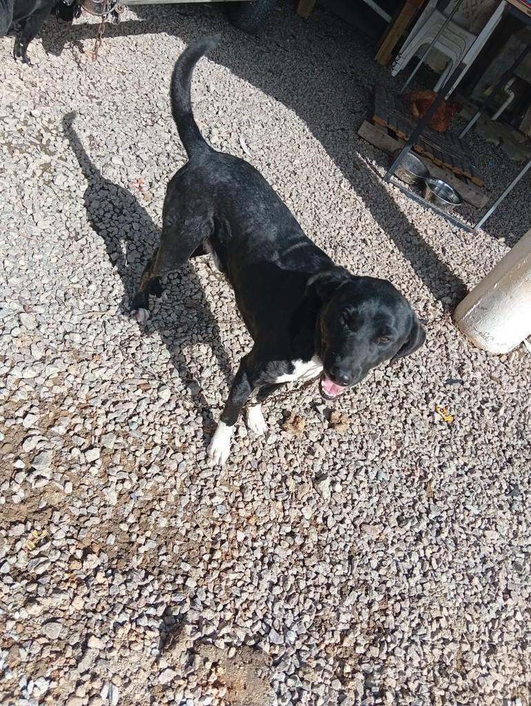 Menininho, cachorro de porte médio para adoção em Palhoça - SC
