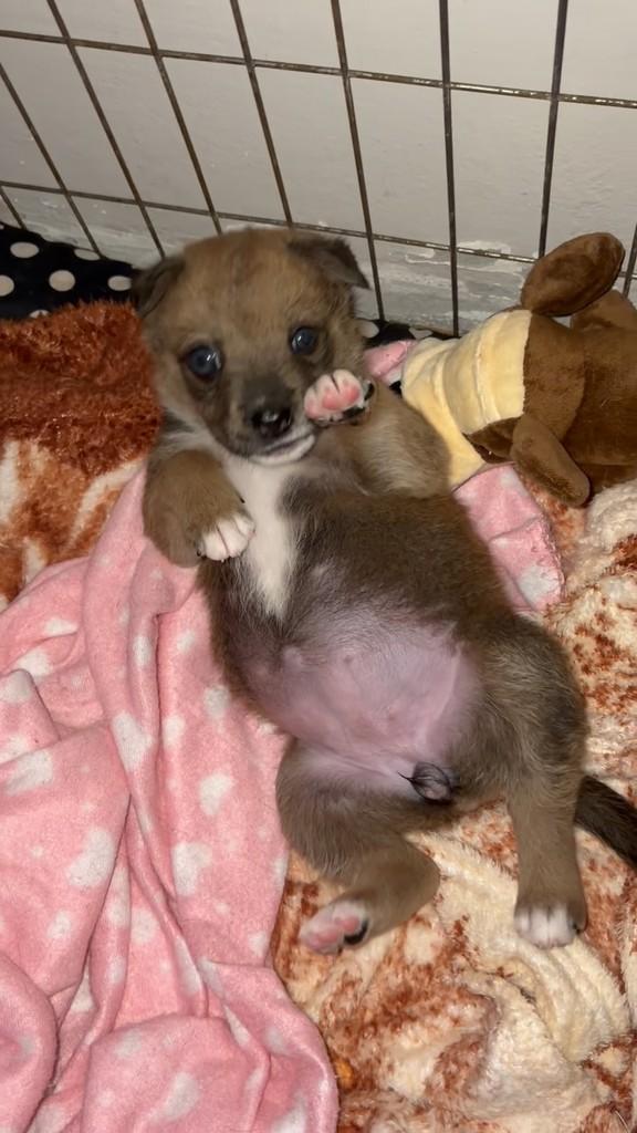 Princesa, cachorro de porte pequeno para adoção em Palhoça - SC