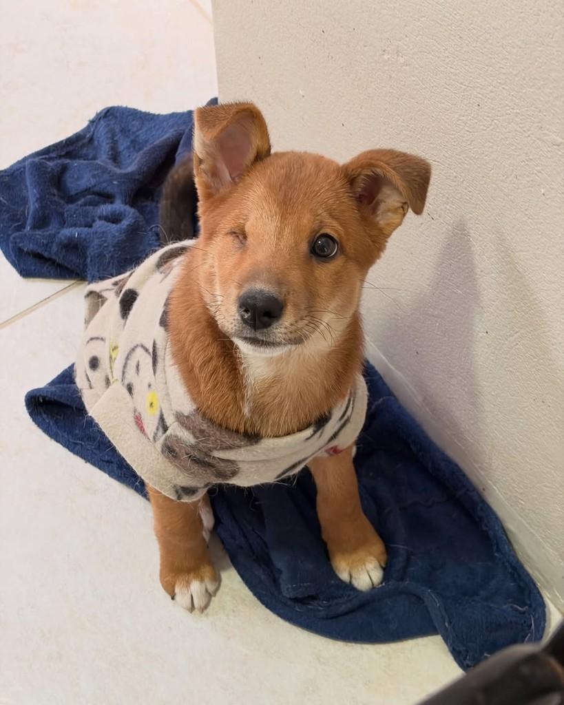 Zaya, cadela de porte pequeno para adoção em Palhoça - SC — foto 2 de 4