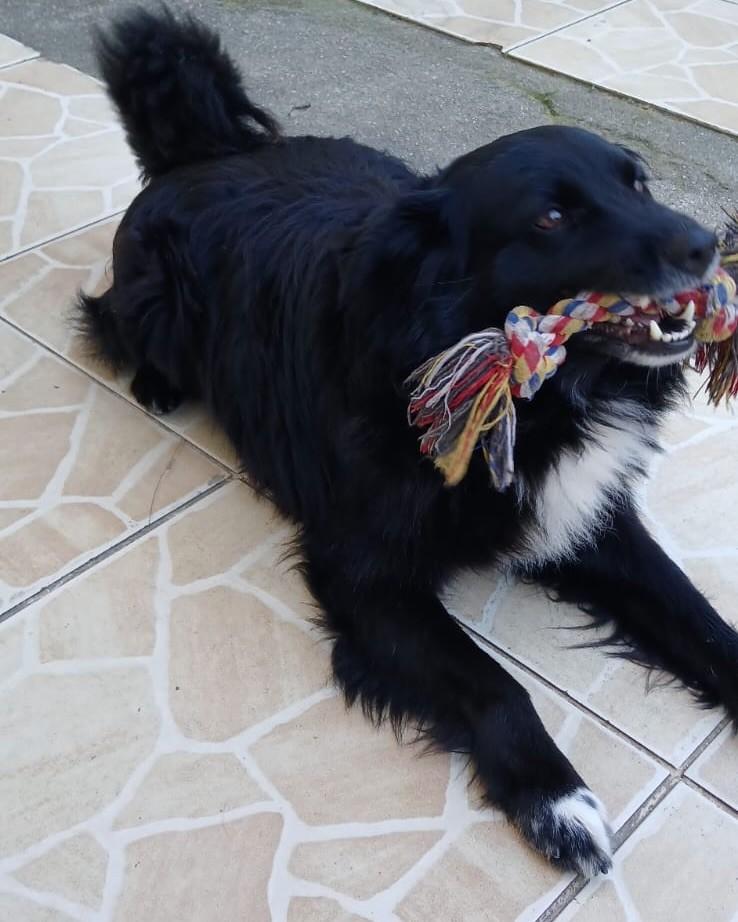 Preto, cachorro de porte médio para adoção em Palhoça - SC