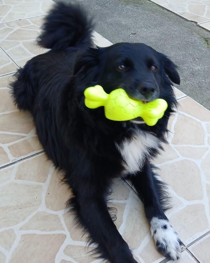 Preto, cachorro de porte médio para adoção em Palhoça - SC — foto 2 de 6