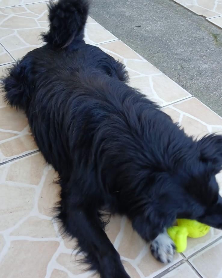 Preto, cachorro de porte médio para adoção em Palhoça - SC — foto 3 de 6