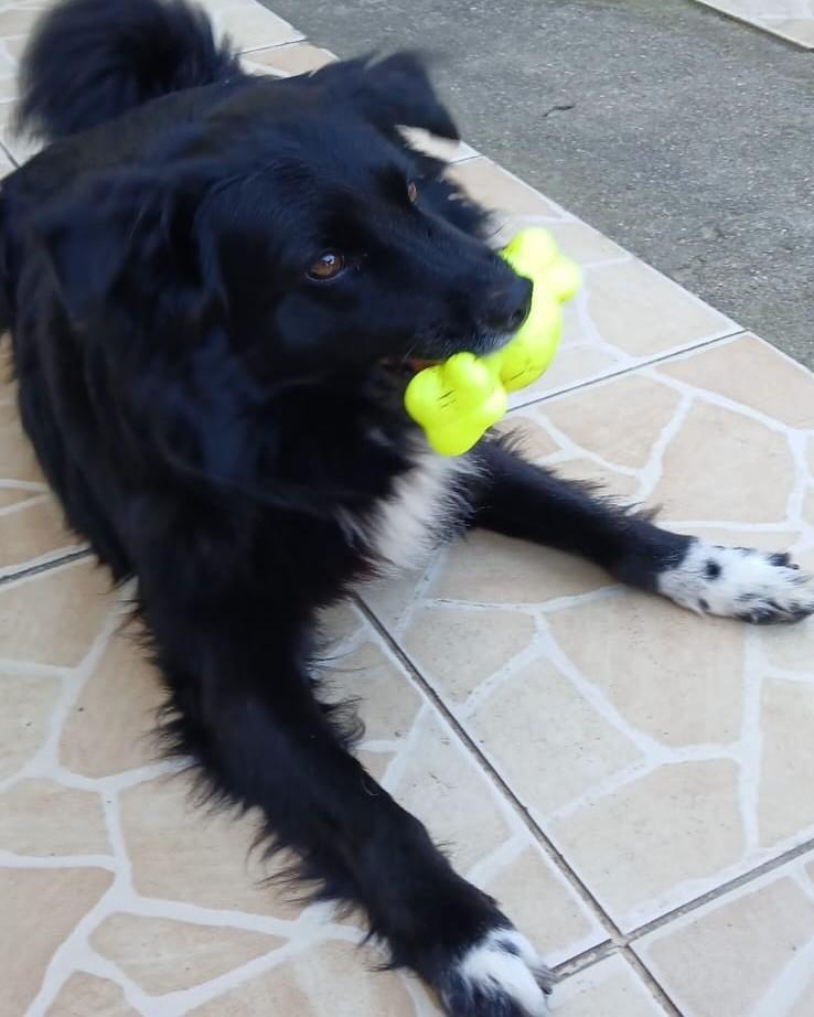 Preto, cachorro de porte médio para adoção em Palhoça - SC — foto 4 de 6
