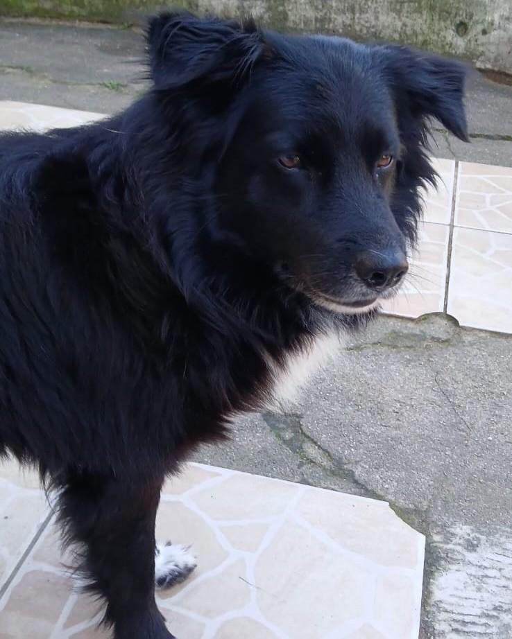Preto, cachorro de porte médio para adoção em Palhoça - SC — foto 5 de 6