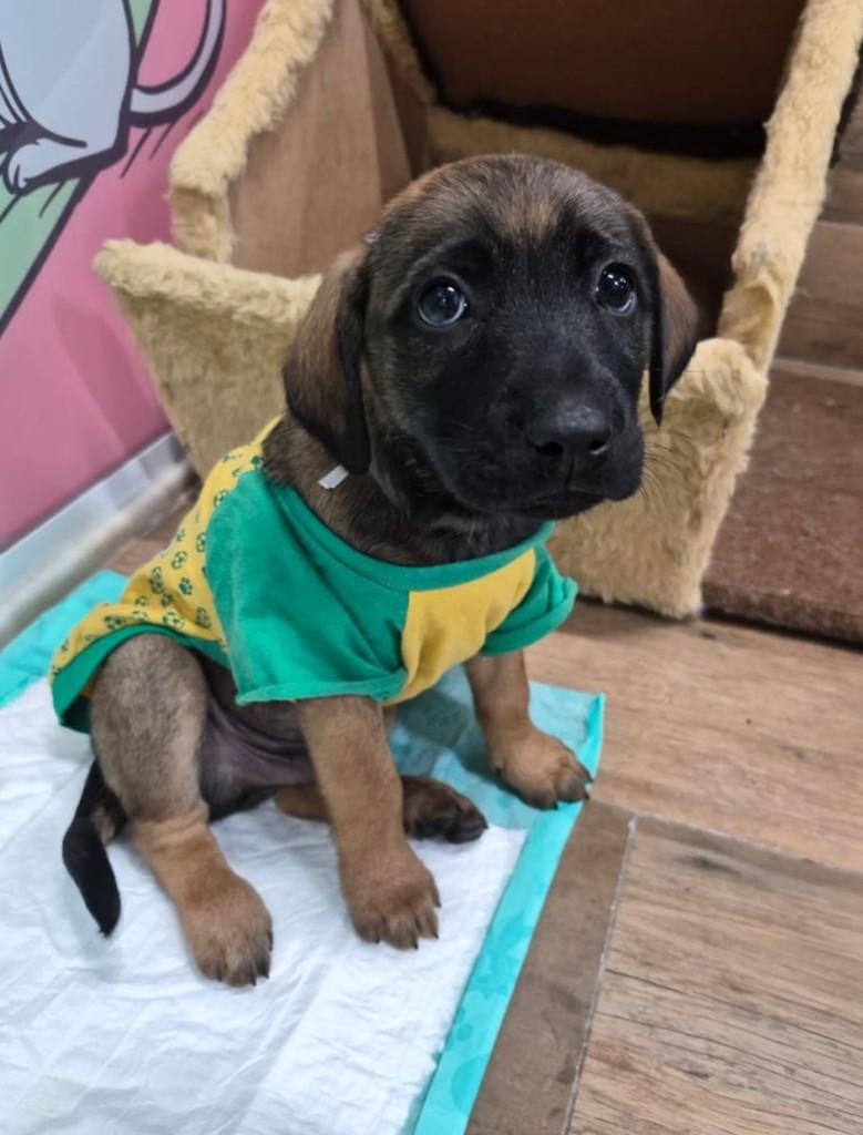 Enzo, cachorro de porte médio para adoção em Belo Horizonte - MG