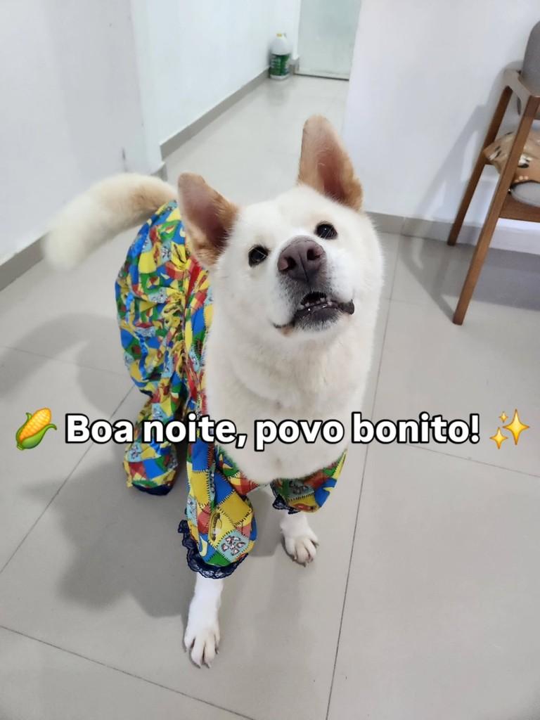 Lua, cadela de porte grande para adoção em Belo Horizonte - MG