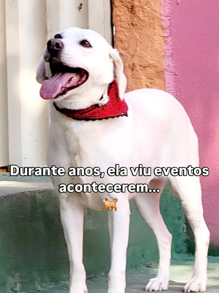 Nina, cachorro de porte médio para adoção em Belo Horizonte - MG