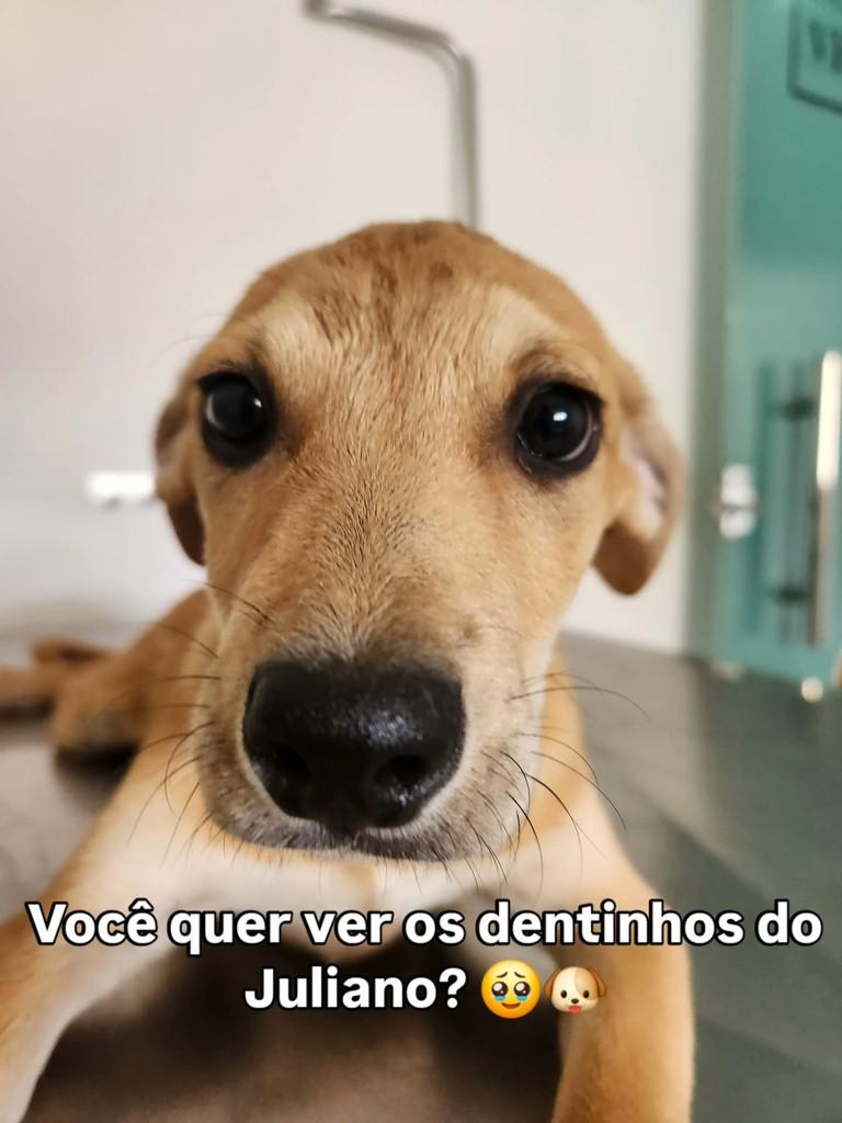 Juliano, cachorro de porte pequeno para adoção em Belo Horizonte - MG