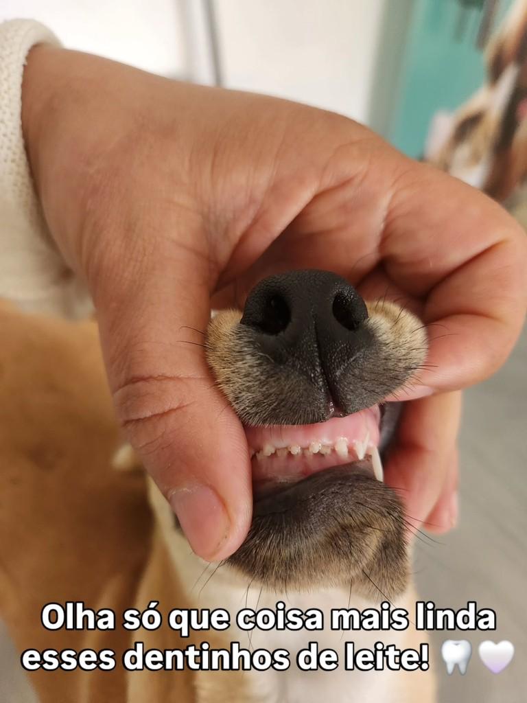 Juliano, cachorro de porte pequeno para adoção em Belo Horizonte - MG — foto 2 de 4