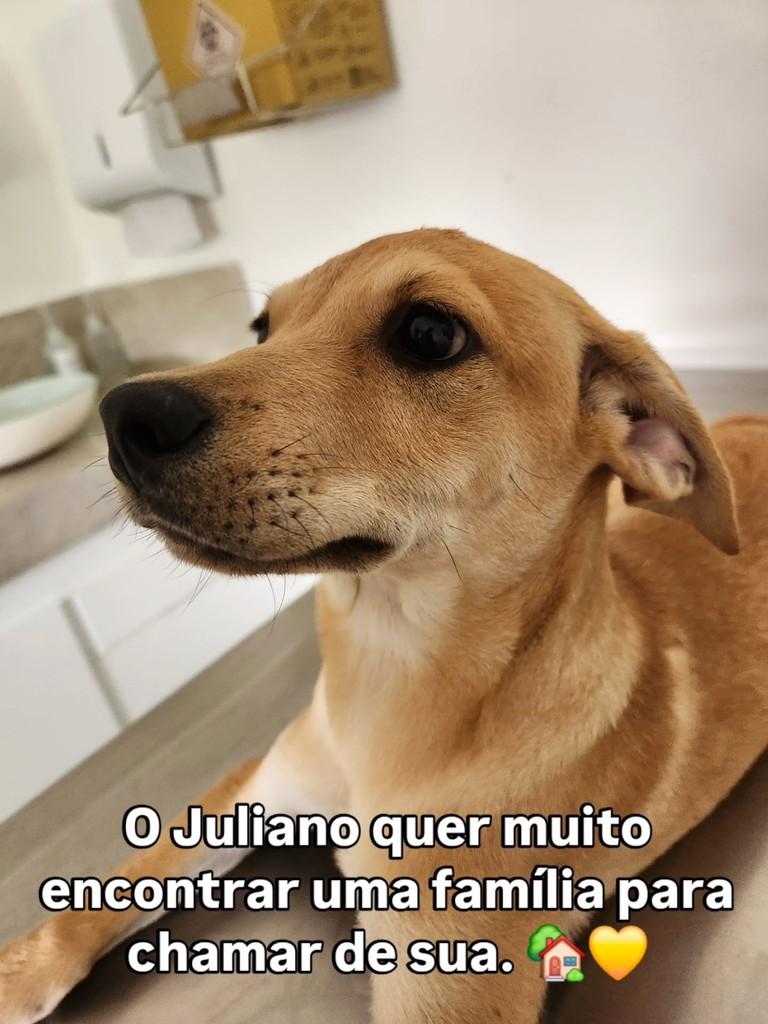 Juliano, cachorro de porte pequeno para adoção em Belo Horizonte - MG — foto 3 de 4