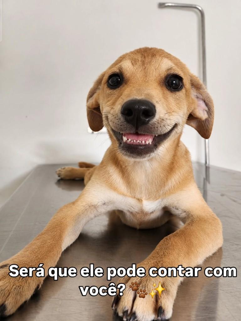 Juliano, cachorro de porte pequeno para adoção em Belo Horizonte - MG — foto 4 de 4