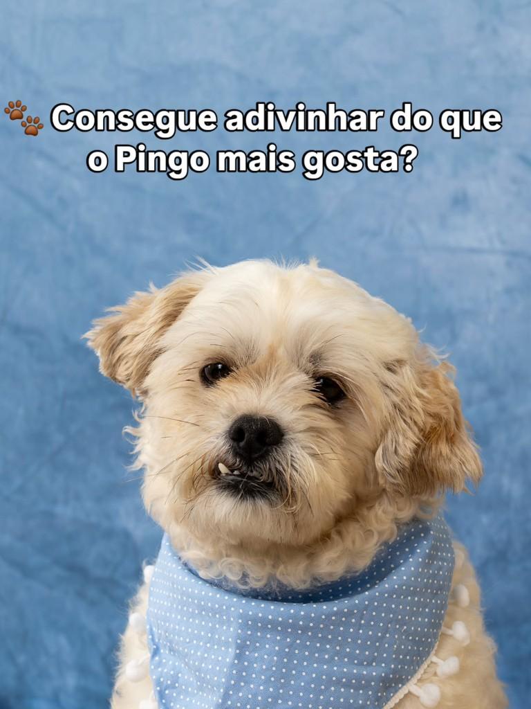 Pingo, cachorro de porte pequeno para adoção em Belo Horizonte - MG