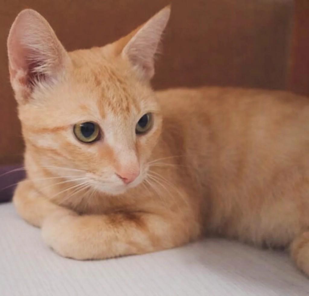 Gatito, gato de porte pequeno para adoção em Joaçaba - SC