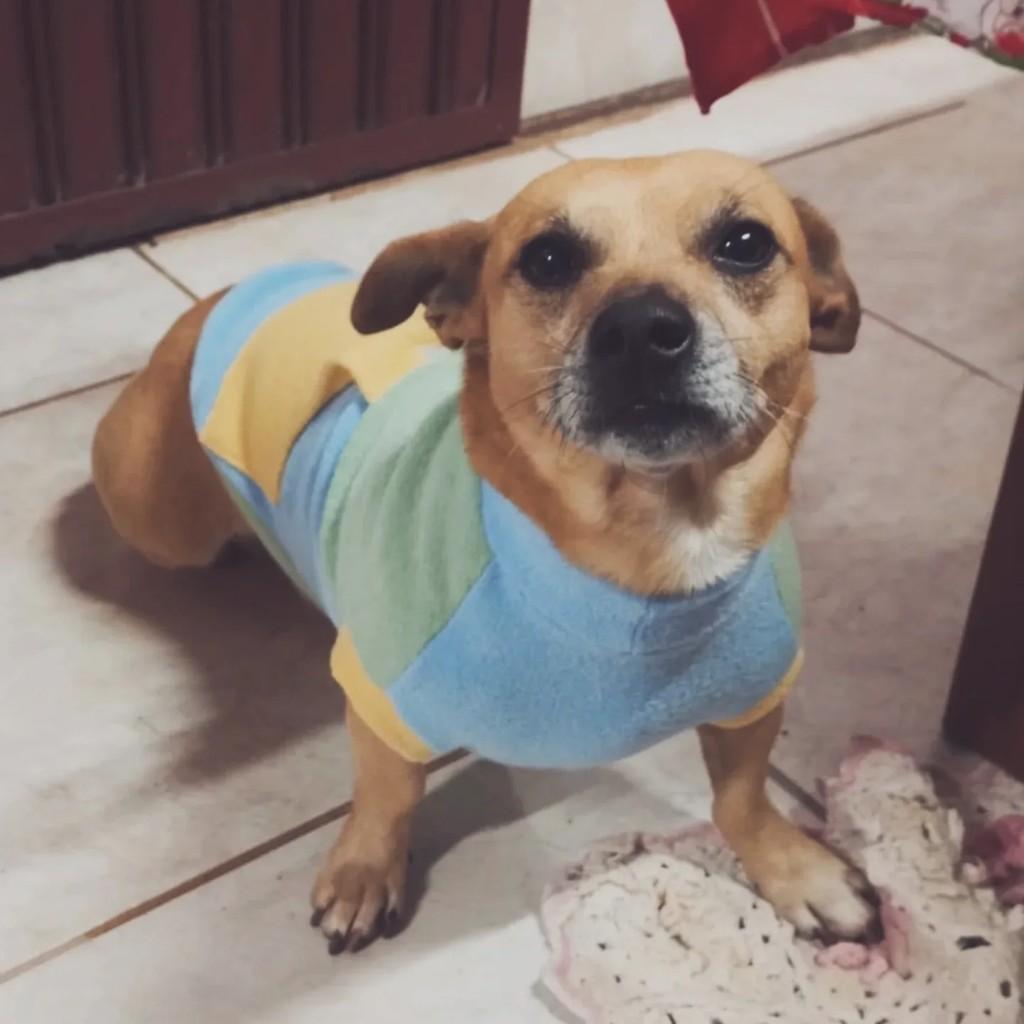Uber, cachorro de porte pequeno para adoção em Joaçaba - SC