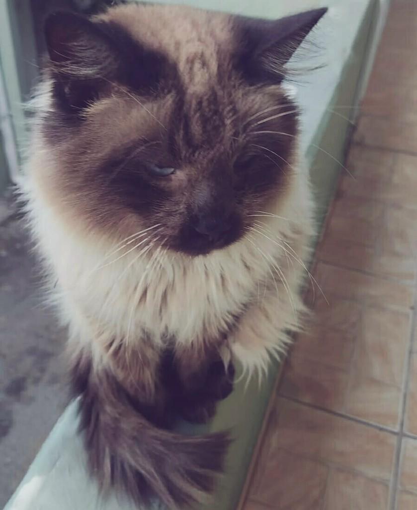 Doada, gata de porte médio para adoção em Joaçaba - SC