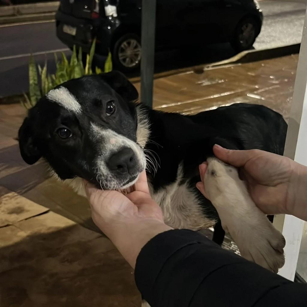 Cachorrinha, cadela de porte médio para adoção em Joaçaba - SC