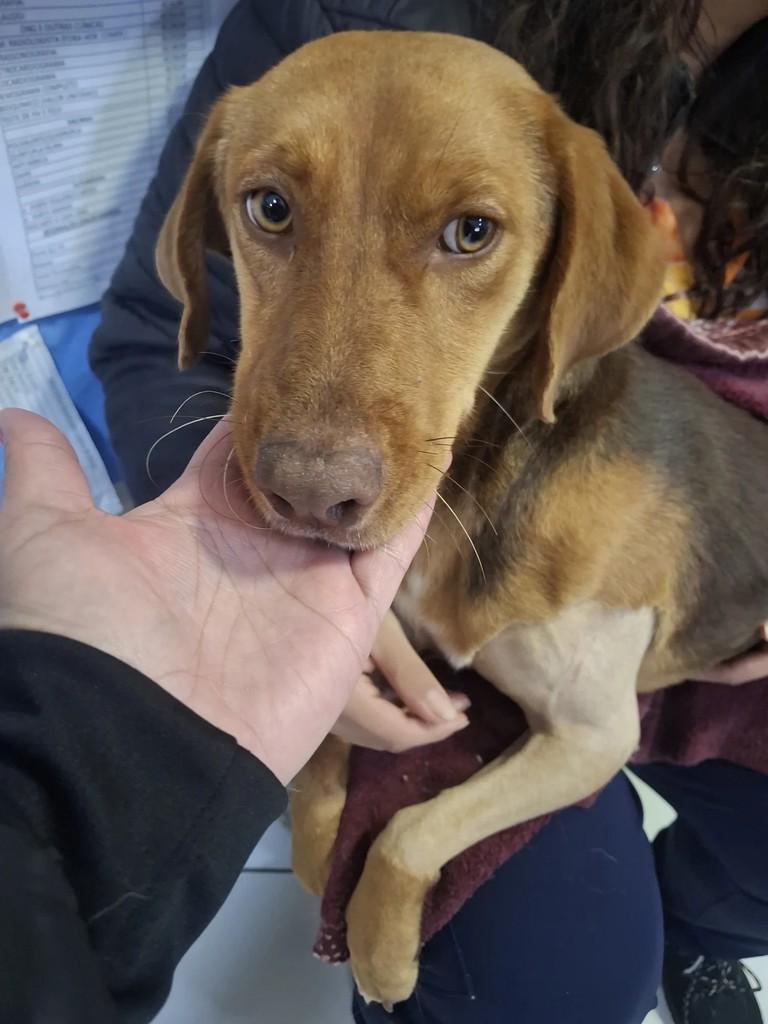 Lindeza, cadela de porte médio para adoção em Joaçaba - SC