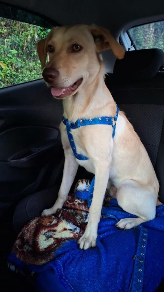 Luck, cachorro de porte médio para adoção em Joaçaba - SC