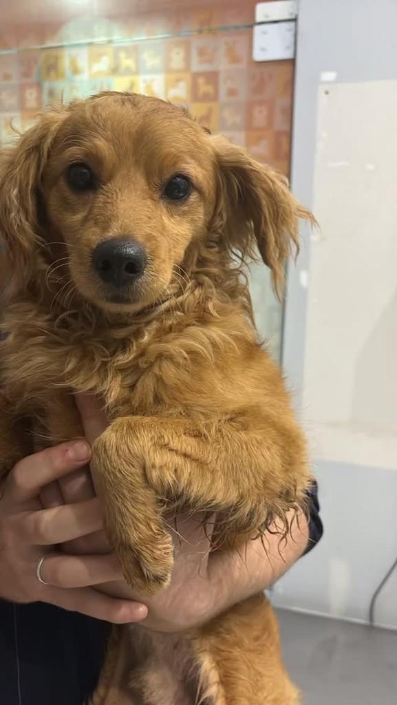 Ele, cachorro de porte pequeno para adoção em Joaçaba - SC