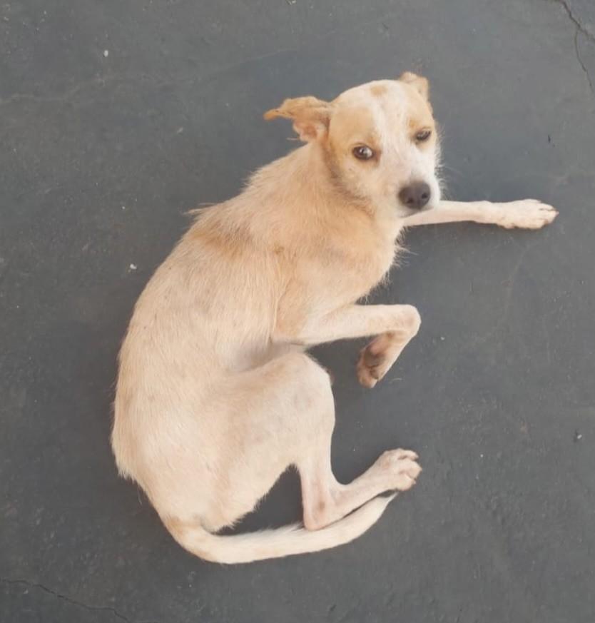 Doguinho, cachorro de porte pequeno para adoção em Indiaporã - SP