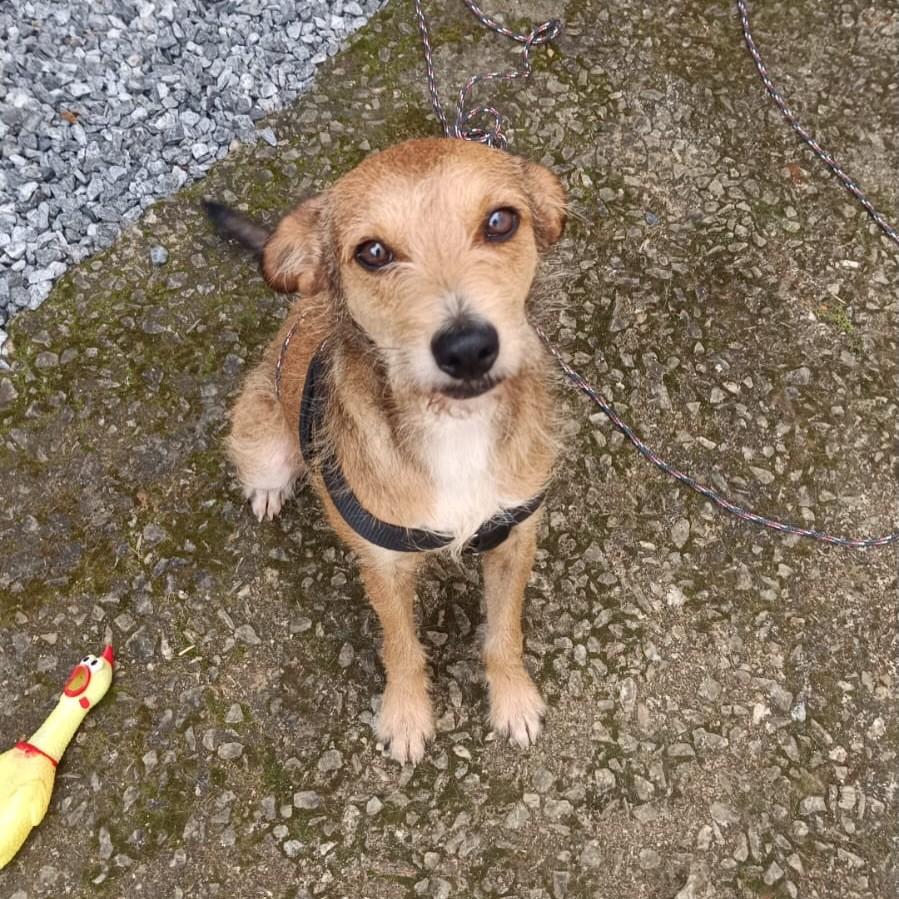 Coco, cadela de porte médio para adoção em Ouro Preto - MG