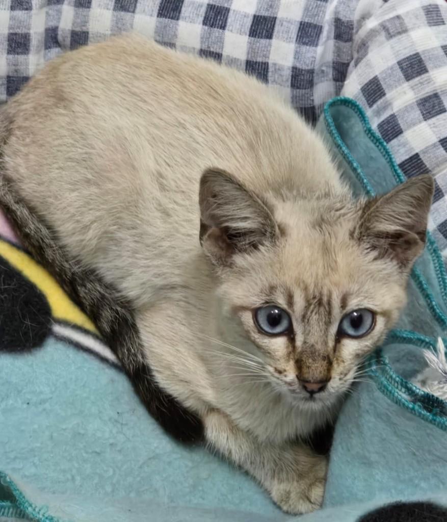 Vini, gato de porte pequeno para adoção em Ouro Preto - MG