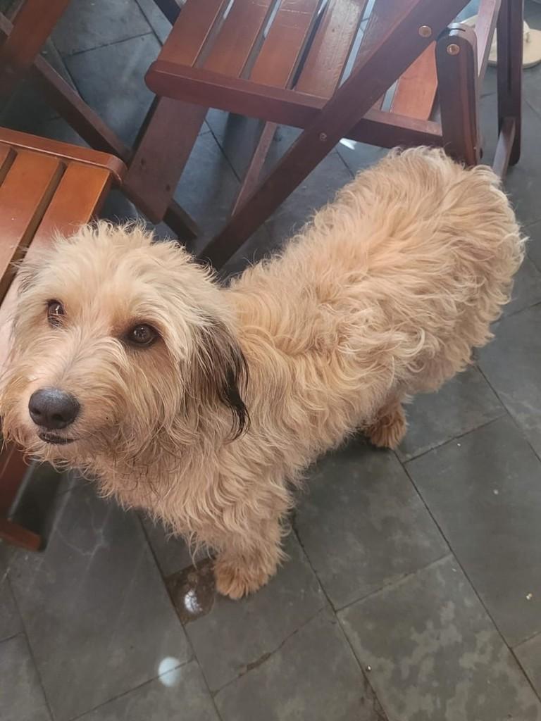 Pirulito, cachorro de porte médio para adoção em Ouro Preto - MG