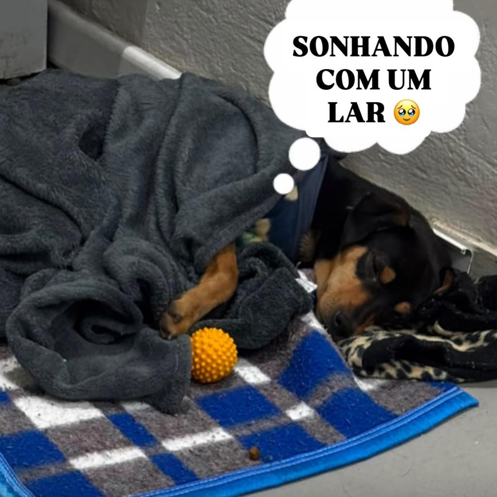 Spike, cachorro de porte pequeno para adoção em Ouro Preto - MG