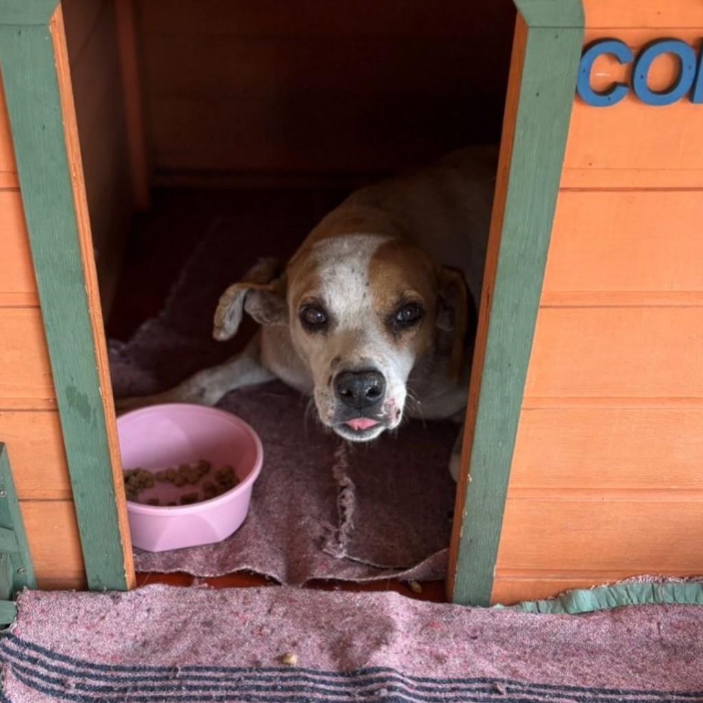 Branquinho, cachorro de porte médio para adoção em Ouro Preto - MG