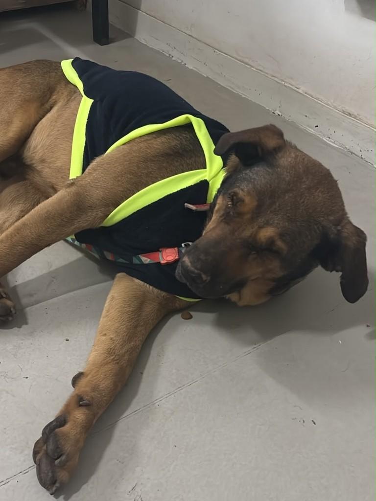 Klaus, cachorro de porte pequeno para adoção em Ouro Preto - MG