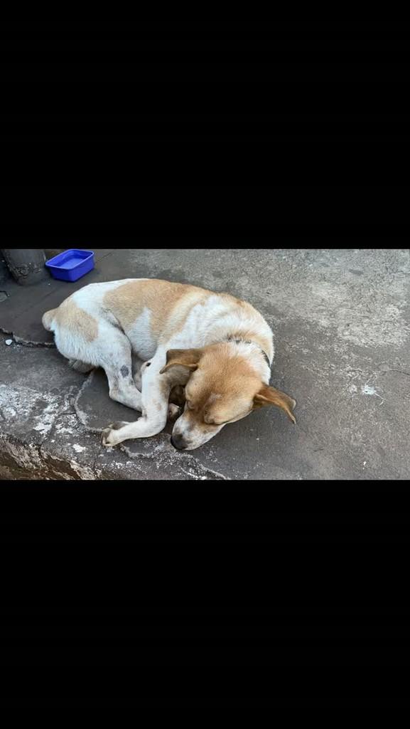 Mestre, cachorro de porte pequeno para adoção em Ouro Preto - MG