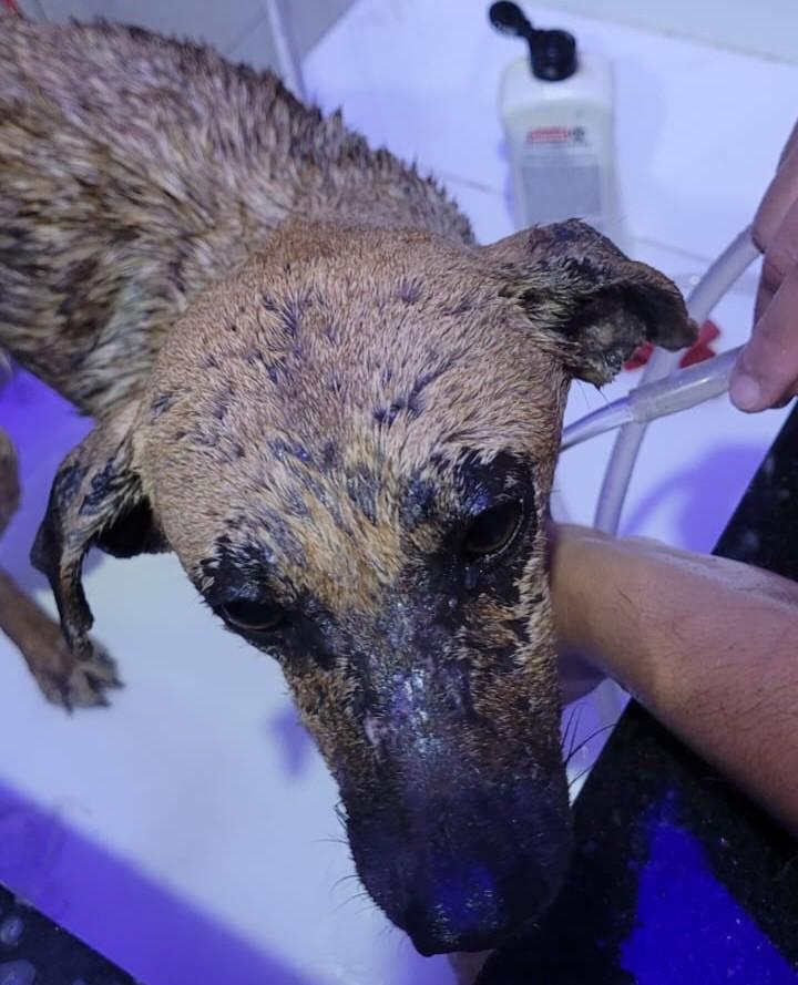 Gigi, cachorro de porte pequeno para adoção em Ouro Preto - MG