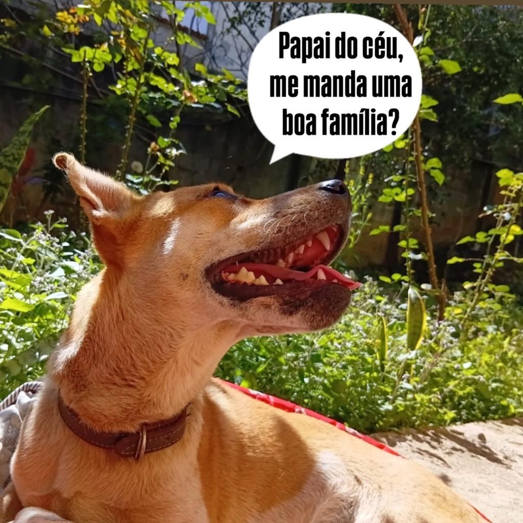 Mestrinho, cachorro de porte médio para adoção em Mariana - MG