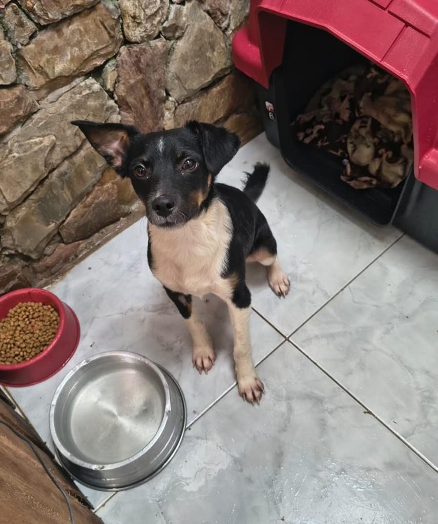 Fubá, cachorro de porte pequeno para adoção em Ouro Preto - MG