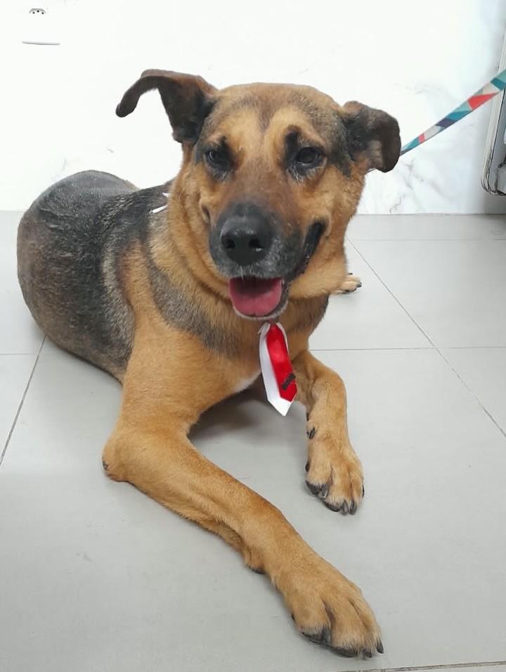 Thor, cachorro de porte médio para adoção em Mariana - MG