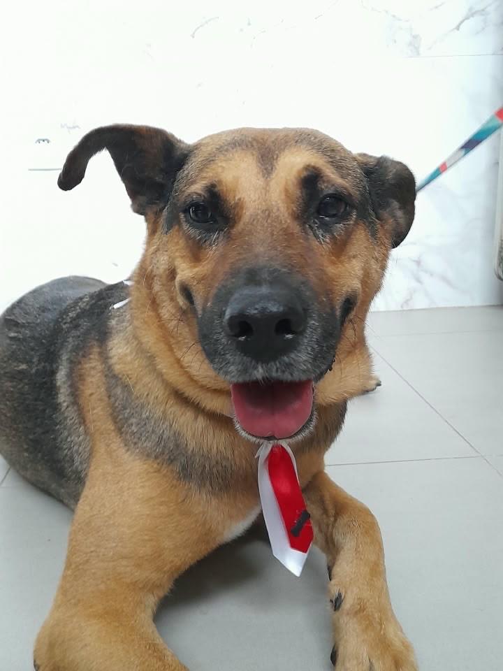 Thor, cachorro de porte médio para adoção em Mariana - MG — foto 2 de 5