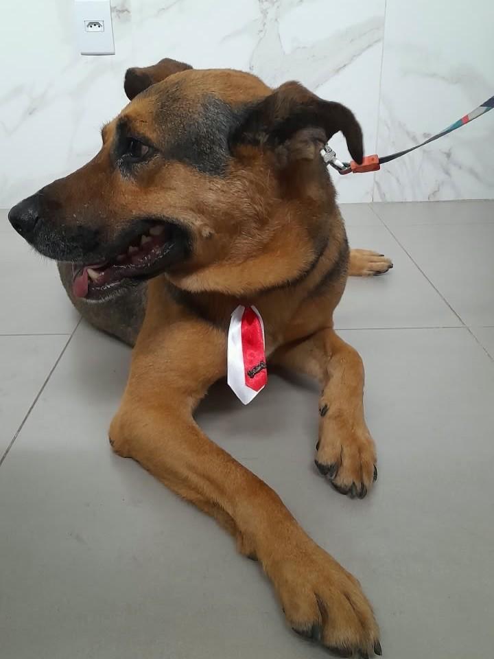 Thor, cachorro de porte médio para adoção em Mariana - MG — foto 3 de 5