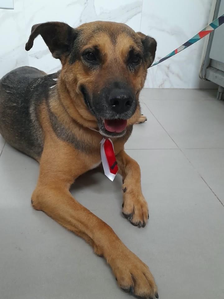 Thor, cachorro de porte médio para adoção em Mariana - MG — foto 4 de 5