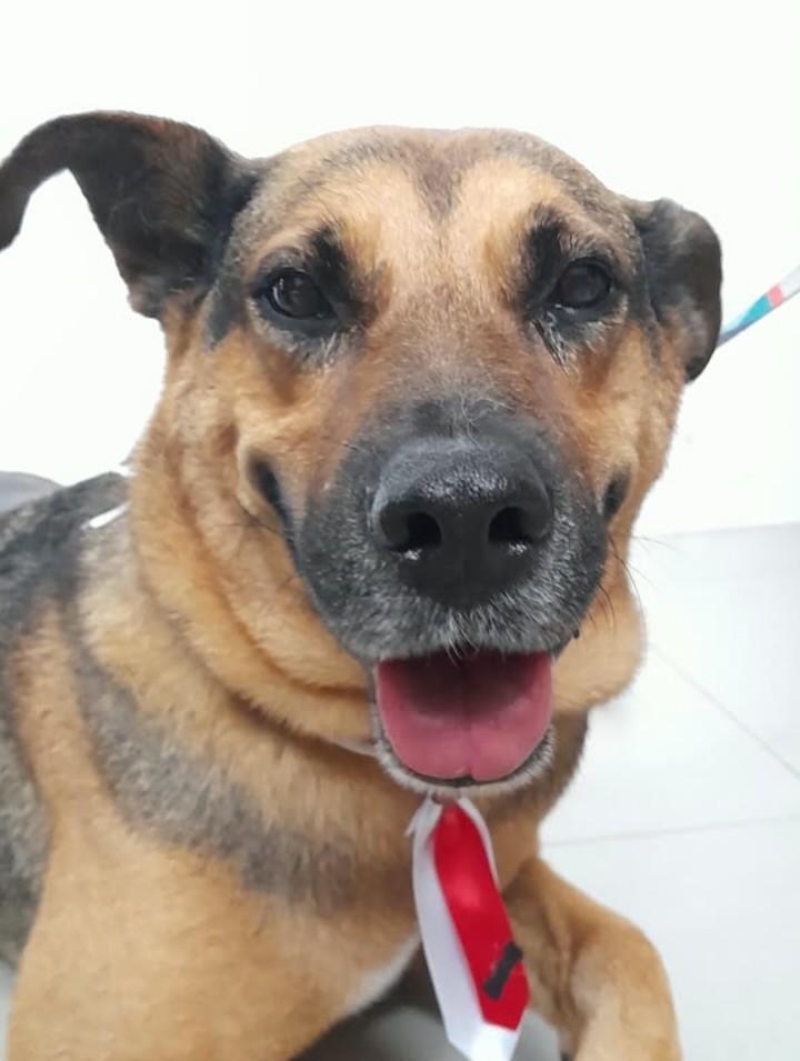 Thor, cachorro de porte médio para adoção em Mariana - MG — foto 5 de 5