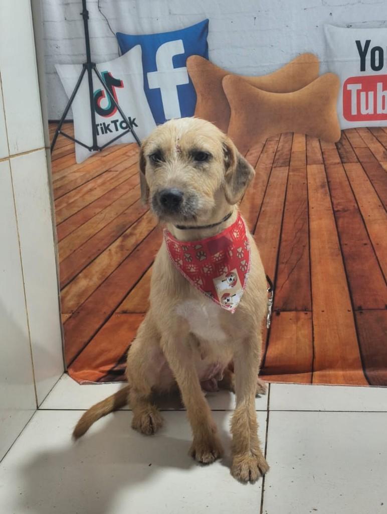 Nina, cachorro de porte pequeno para adoção em Ouro Preto - MG