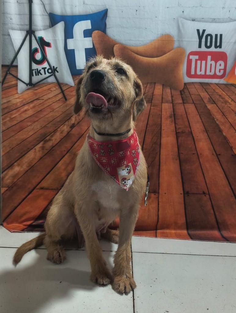 Nina, cachorro de porte pequeno para adoção em Ouro Preto - MG — foto 2 de 3