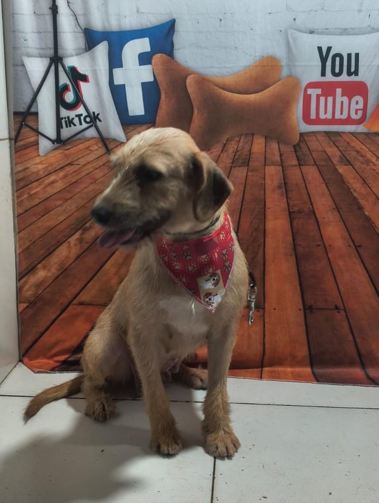 Nina, cachorro de porte pequeno para adoção em Ouro Preto - MG — foto 3 de 3