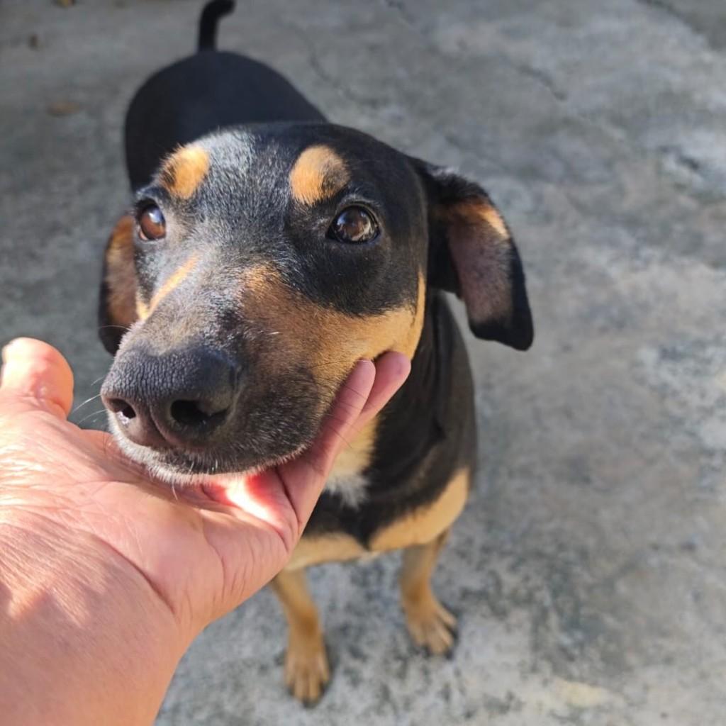Raul, cachorro de porte grande para adoção em Pedro Leopoldo - MG