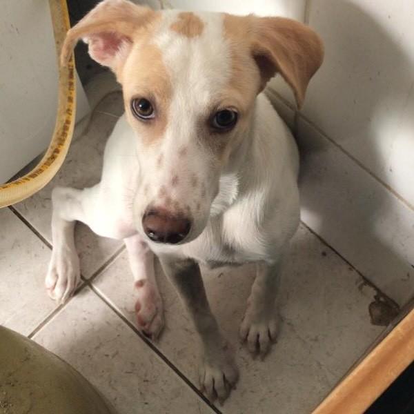Dynara, cadela de porte pequeno para adoção em Pedro Leopoldo - MG