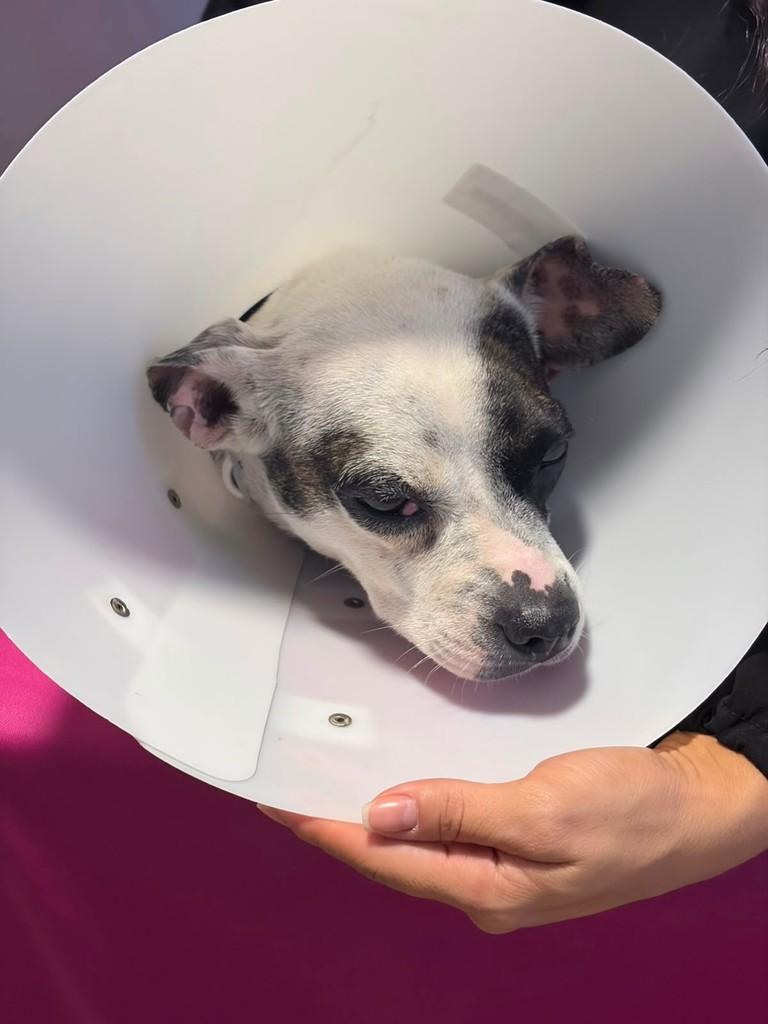 Olivia, cadela de porte pequeno para adoção em Pedro Leopoldo - MG