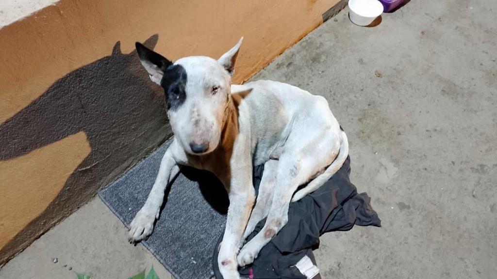 Bull Terrier, cachorro de porte médio para adoção em Pedro Leopoldo - MG