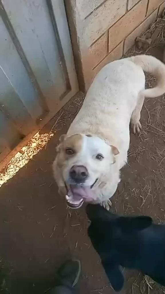 Brancão, cachorro de porte grande para adoção em Pedro Leopoldo - MG